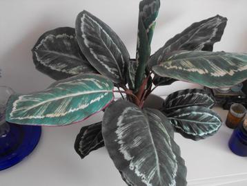 kunstplant modern beschikbaar voor biedingen