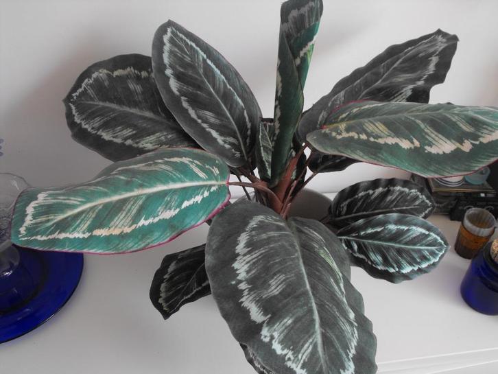 kunstplant modern, Huis en Inrichting, Woonaccessoires | Kunstplanten en Kunstbloemen, Zo goed als nieuw, Binnen, Ophalen of Verzenden