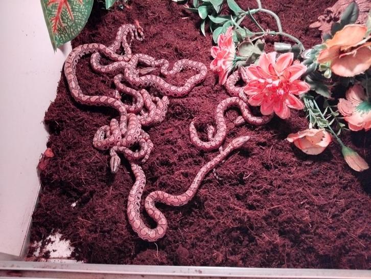 braziliaanse regenboogboa's, Dieren en Toebehoren, Reptielen en Amfibieën, Slang, 0 tot 2 jaar