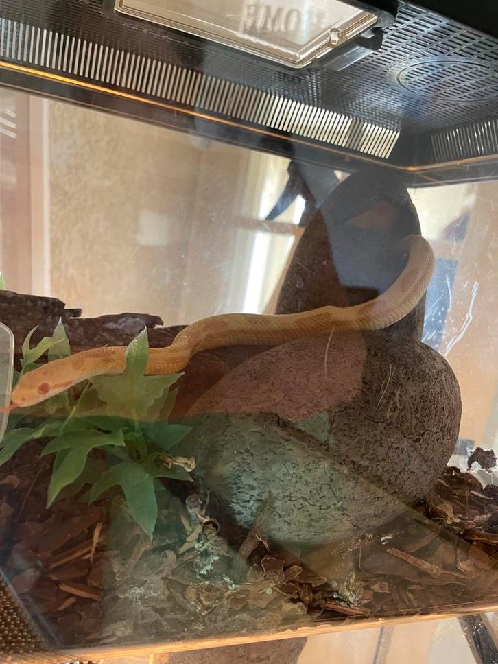 Pantherophis guttatus, korenslang Nakweek 2024