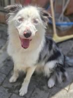 ACE: Leto, wie geeft hem nu een kans?, Dieren en Toebehoren, Particulier, Rabiës (hondsdolheid), Reu, 1 tot 2 jaar