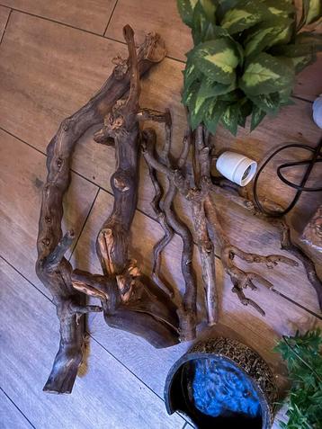 Decoratie terrarium beschikbaar voor biedingen