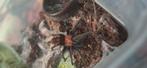 Mooie Davus Pantaloris, Dieren en Toebehoren, Insecten en Spinnen, Spin of Schorpioen