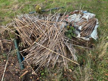 Bamboe stokken 1 meter beschikbaar voor biedingen