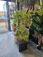 Kunstbamboe, kunstplant, kunstboom., Ophalen of Verzenden, Gebruikt