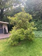 Grote rotsheide struik, Tuin en Terras, Ophalen, Overige soorten