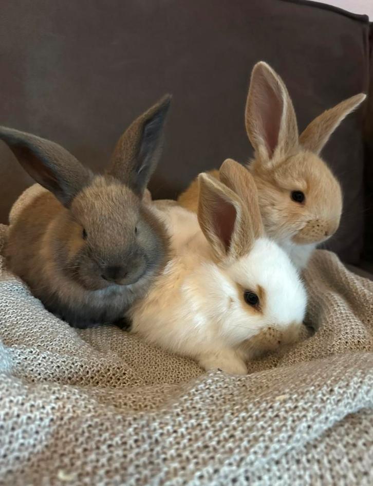 Lieve konijntjes! Nog 2 beschikbaar (wit en lichtbruin), Dieren en Toebehoren, Konijnen, Meerdere dieren