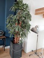 Supergrote (nep) plant, Ophalen, Gebruikt