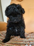 Te koop Boomer pups, Dieren en Toebehoren, Honden | Chihuahua's en Gezelschapshonden, Rabiës (hondsdolheid), Overige rassen, 8 tot 15 weken