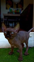 Sphinx