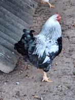 JONG HAANTJE (Wyandotte), Dieren en Toebehoren, Pluimvee, Mannelijk, Kip