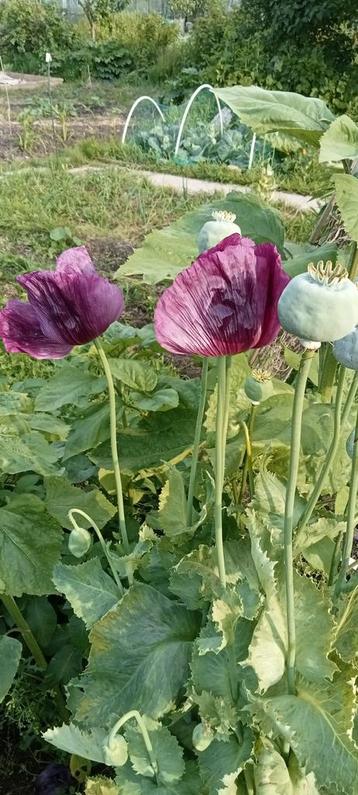 Papaver somniferum- Slaapbol zaden beschikbaar voor biedingen