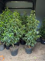 Portugese laulieren hoogte 100/110 mooi vol in pot 30 stuks, Ophalen, Laurier, Haag, 100 tot 250 cm