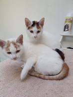 2 prachtige kittens, Dieren en Toebehoren, Katten en Kittens | Raskatten | Korthaar, Meerdere dieren