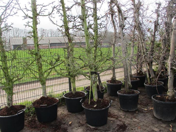 Oude perenbomen GieserWildeman Stoofpeer,Conference handpeer, Tuin en Terras, Planten | Bomen, Overige soorten, 250 tot 400 cm