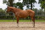 Knappe (RX GGK) dressuur ruin., Dieren en Toebehoren, Paarden, Ruin, Dressuurpaard, 3 tot 6 jaar, Onbeleerd