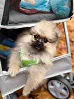 Mini pomeriaan puppy, Dieren en Toebehoren, Honden | Poolhonden, Keeshonden en Oertypen, België, Particulier, Overige rassen, 8 tot 15 weken