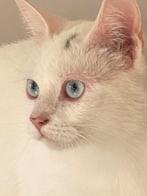 Lieve poes, anderhalf jaar oud., Dieren en Toebehoren, Katten en Kittens | Overige Katten, Poes