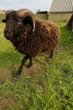 Op zoek naar een nieuwe uitdaging, Ouessant ram beschikbaar, Dieren en Toebehoren, Mannelijk, Schaap