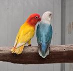 4 koppels fischeri pale fallow opaline '24 - '25, Dieren en Toebehoren, Meerdere dieren, Dwergpapegaai of Agapornis, Geringd