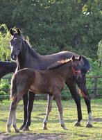 Merrie met veulen , dressuur.KWPN, Dieren en Toebehoren, Paarden, Merrie, Dressuurpaard