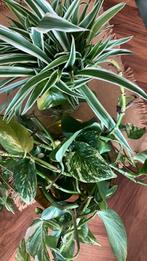 Gratis stekjes (graslelie, pothos) op te halen, Huis en Inrichting, Kamerplanten, Ophalen, Minder dan 100 cm