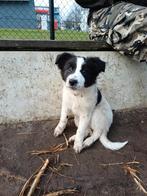 Border collie x puppy, Parvo, 8 tot 15 weken, Teef, Collie
