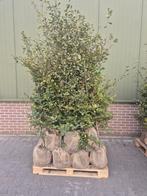 25 x groene beuk met kluit DIRECT AFHALEN, Ophalen, Beukenhaag, 100 tot 250 cm