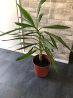 Yucca plant, Minder dan 100 cm, Ophalen of Verzenden, Halfschaduw