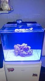 Zeeaquarium, Dieren en Toebehoren, Overige typen