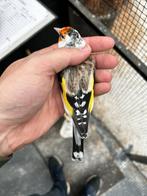 majoor putters bonte man en witkeel pop, Dieren en Toebehoren, Meerdere dieren, Wildzangvogel, Geringd