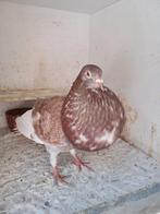 Rooie Duif., Dieren en Toebehoren, Vrouwelijk, Kropper