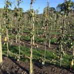 Fruitbomen, Ophalen, Lente, Overige soorten, In pot