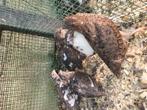 Jonge japanse kwartels, Dieren en Toebehoren, Pluimvee, Meerdere dieren, Overige soorten