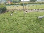 Eenden, Dieren en Toebehoren, Pluimvee, Meerdere dieren, Eend