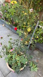 Witte klimroos, Tuin en Terras, Ophalen, Volle zon, Overige soorten, 100 tot 250 cm