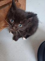 Mogen deze week weg! Nog 3 Boerderij kittens, Dieren en Toebehoren, Katten en Kittens | Overige Katten