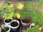 Goed gewortelde vijgenplant, Tuin en Terras, Ophalen