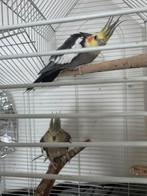 Koppel valkparkieten, Dieren en Toebehoren, Meerdere dieren, Parkiet