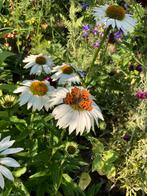 Echinacea White zaden, Ophalen of Verzenden, Voorjaar, Volle zon, Zaad
