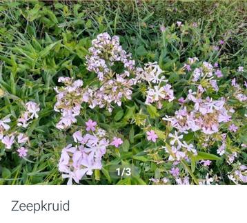 Zeepkruid sapponaria officinalis inheems vaste plant beschikbaar voor biedingen