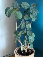 Polyscias Fabian, plant, kamerplant, Ophalen of Verzenden, Halfschaduw, Minder dan 100 cm