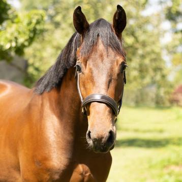 Stoere 2,5 jarige ruin TC-Laren 169 (MCLaren * Scandic) uit  beschikbaar voor biedingen
