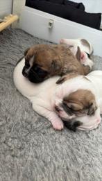 Retromops pups, Rabiës (hondsdolheid), 8 tot 15 weken, Bulldog, Meerdere
