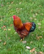 Wyandotte haan goud zwart gezoomd, Dieren en Toebehoren, Pluimvee, Mannelijk, Kip