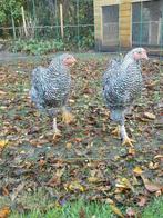 2 jonge amrock kruising brahma hanen ongeveer 7 maanden oud, Dieren en Toebehoren, Pluimvee, Mannelijk, Kip