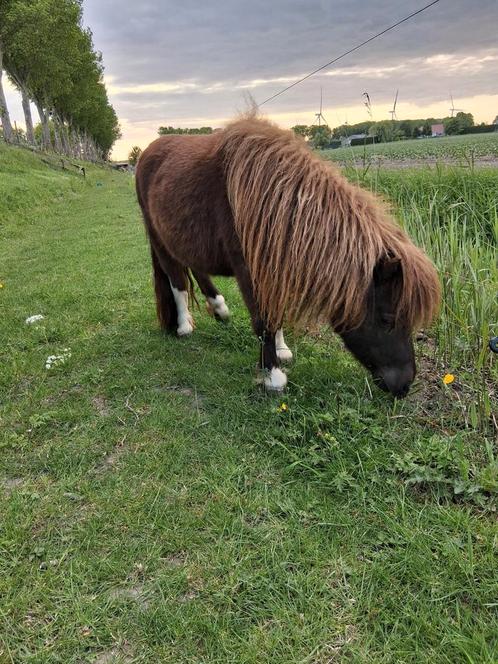 Smokey Black mini pony, Dieren en Toebehoren, Pony's, Merrie, Recreatiepony, 0 tot 2 jaar