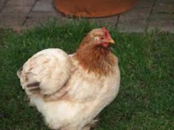 Cochin krielkippen. beschikbaar voor biedingen