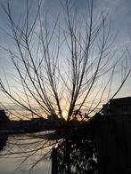 Knotwilg takken - Gratis af te halen, Bloeit niet, Overige soorten, Minder dan 100 cm, Ophalen