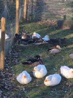 Carolina eend man en vrouw (verwant), Dieren en Toebehoren, Pluimvee, Meerdere dieren, Eend